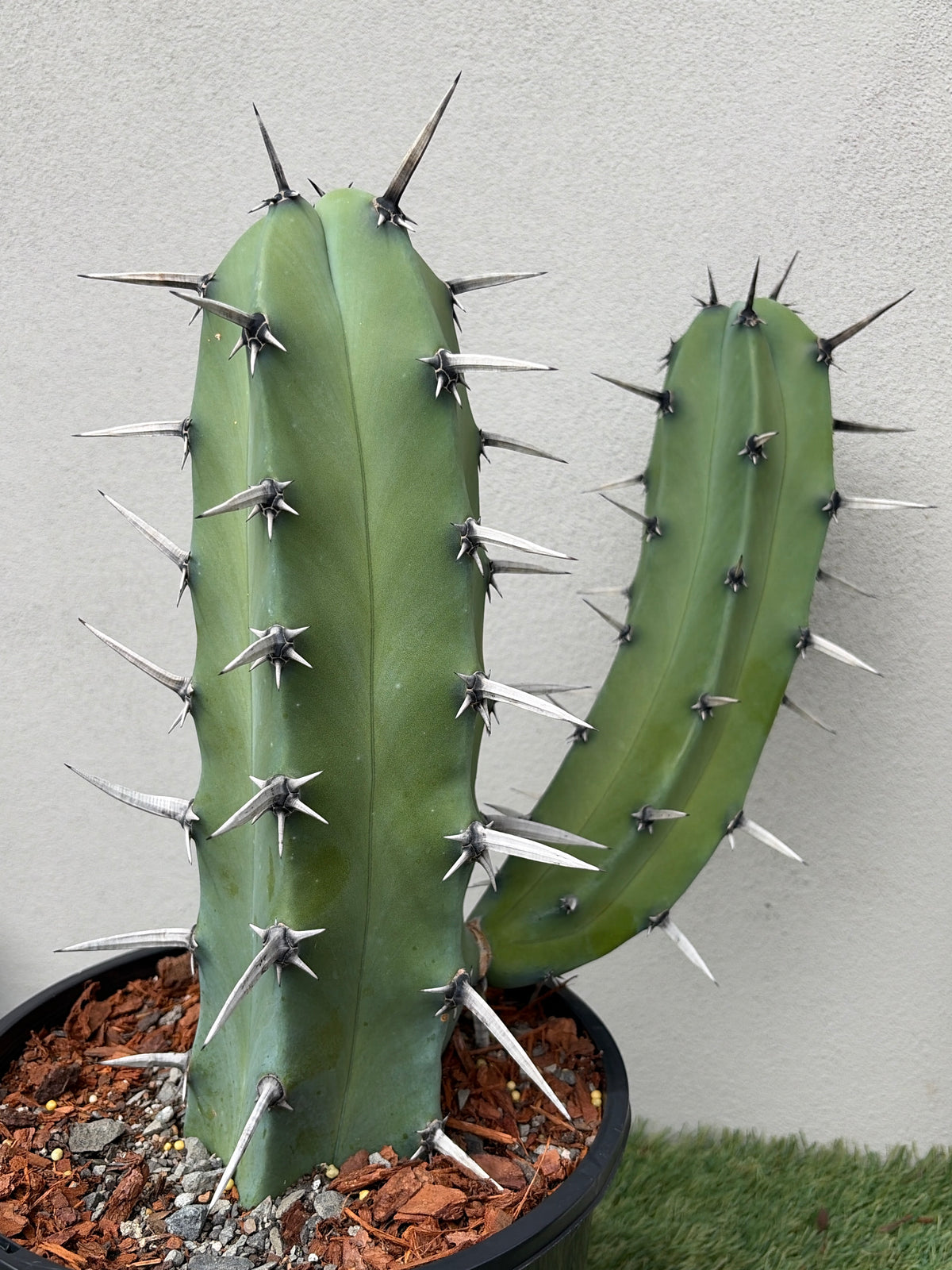 Myrtillocactus