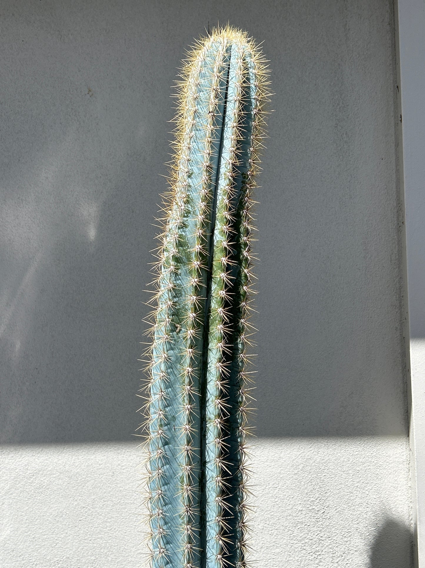 Pilosocereus Blue Torch Cactus