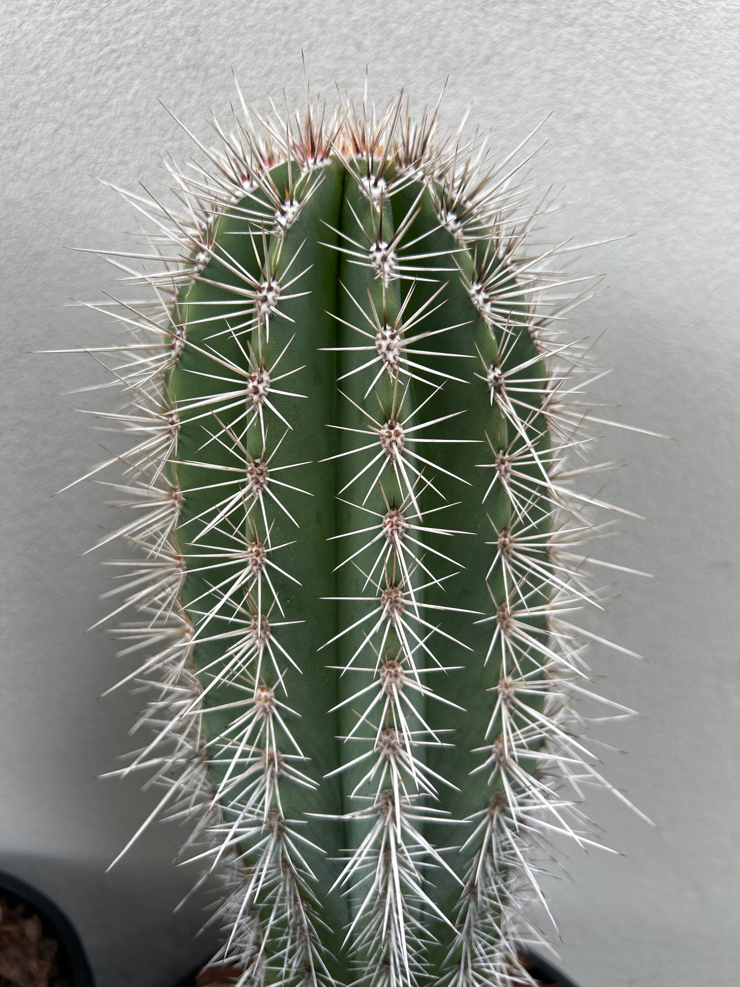 PACHYCEREUS Pringlei Cactus