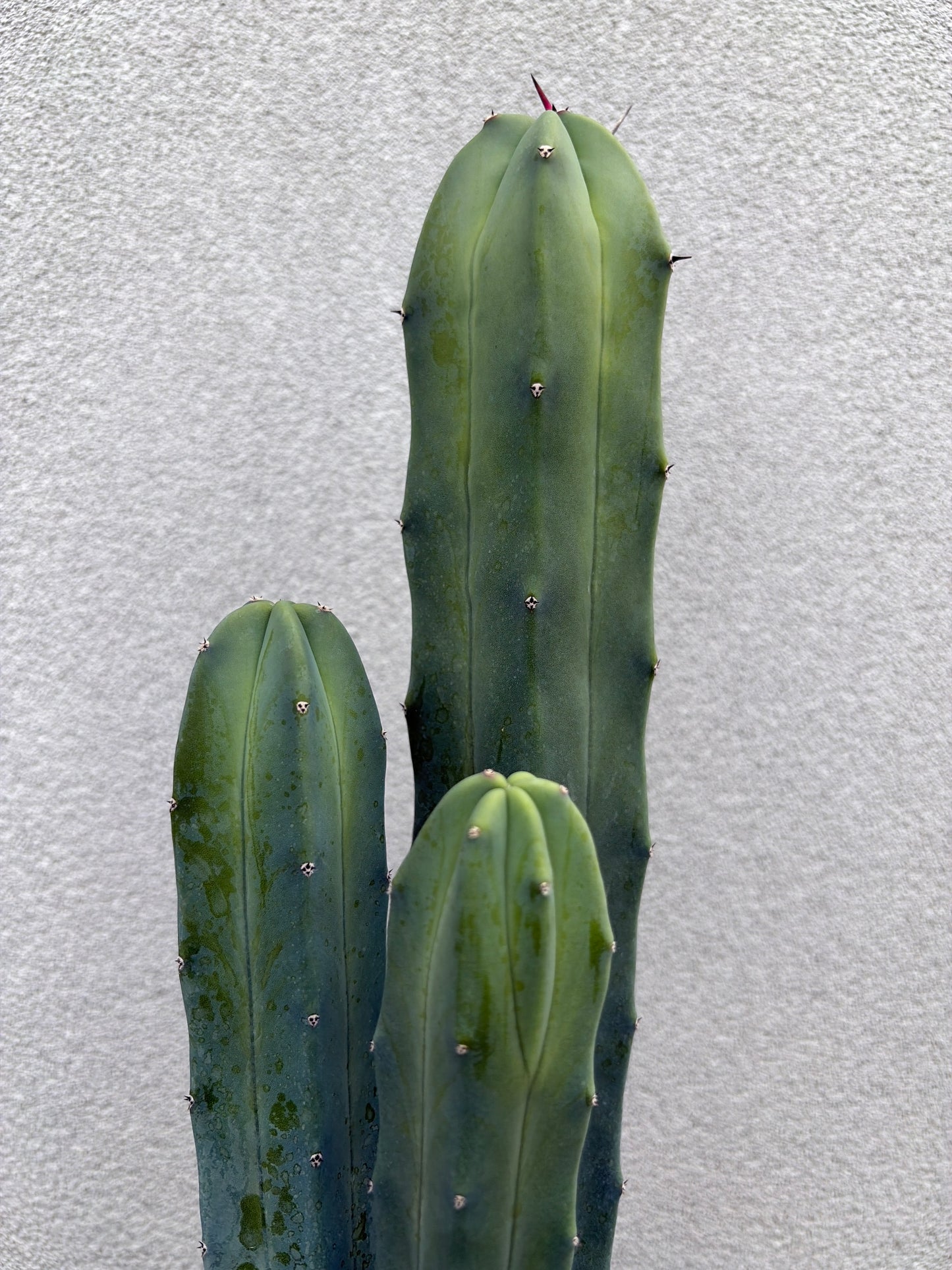 Myrtillocactus geometrizans (Blue Myrtle Cactus)