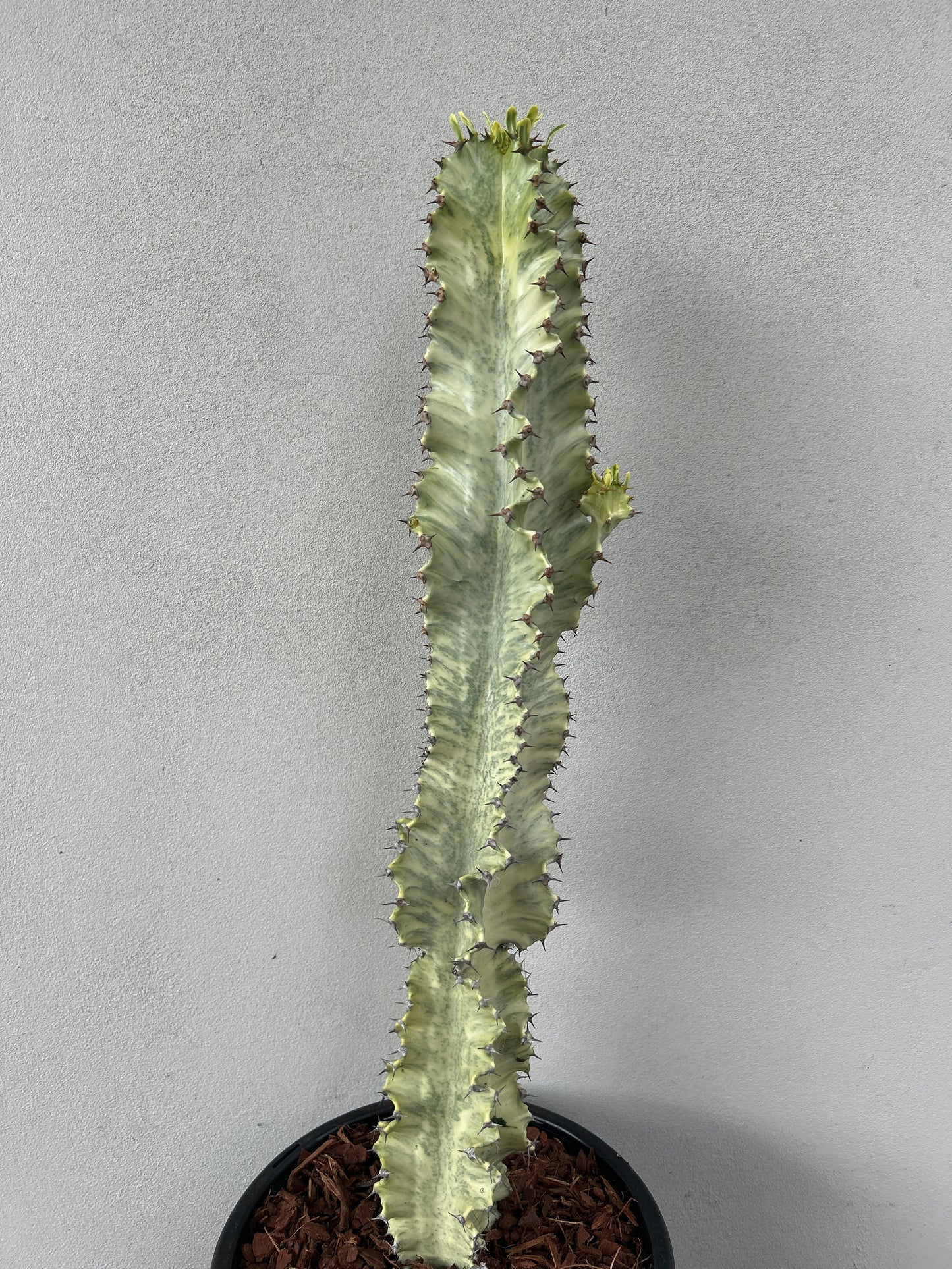 Euphorbia Ammak large