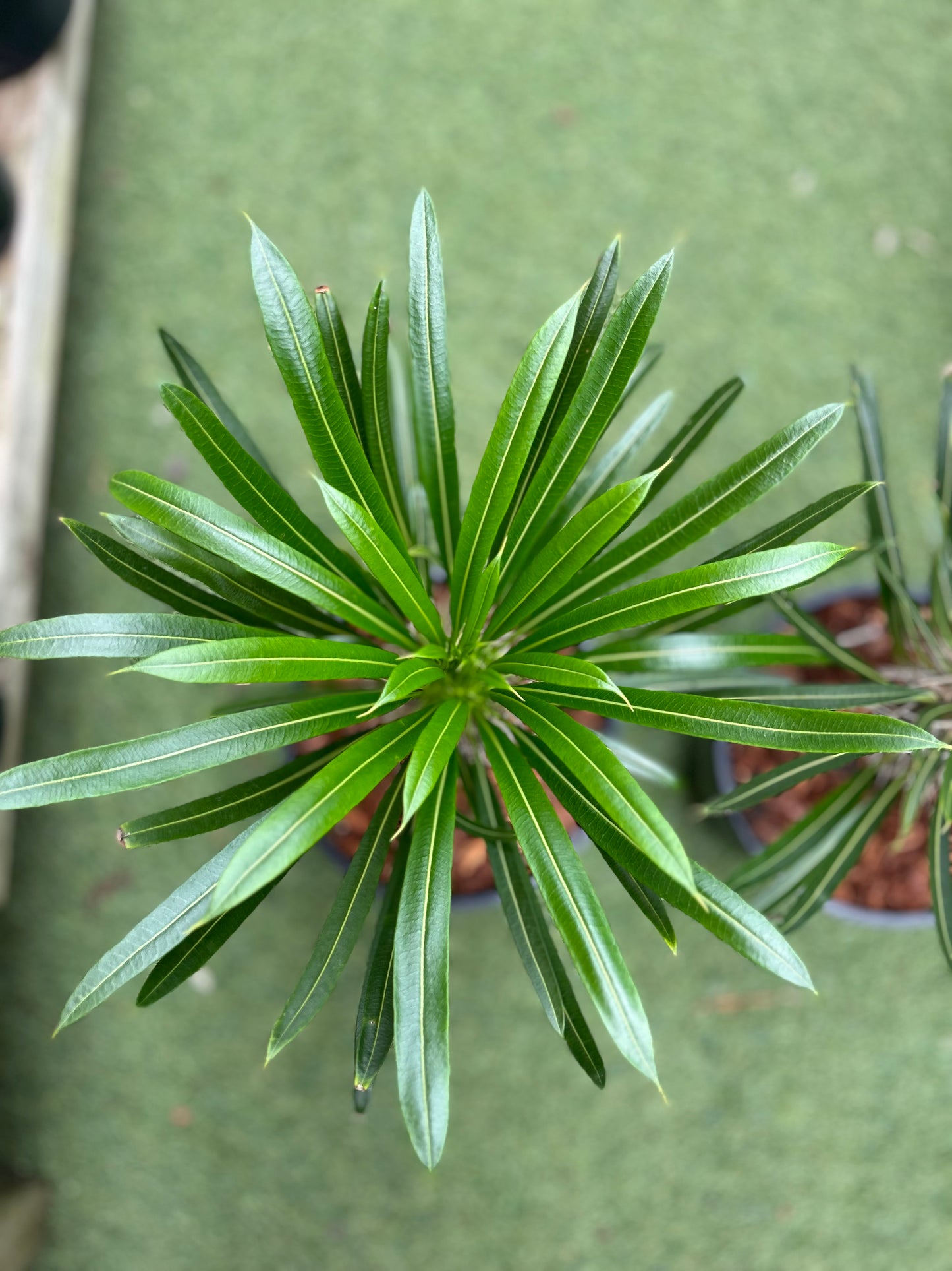 Madagascar Palm