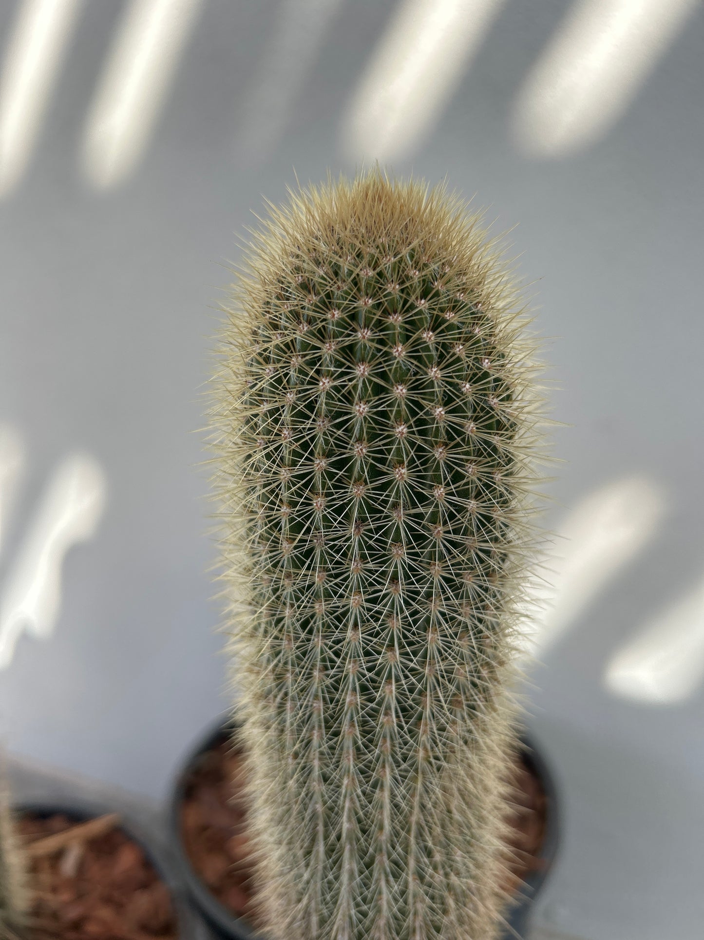 Stephanocereus Cactus Single
