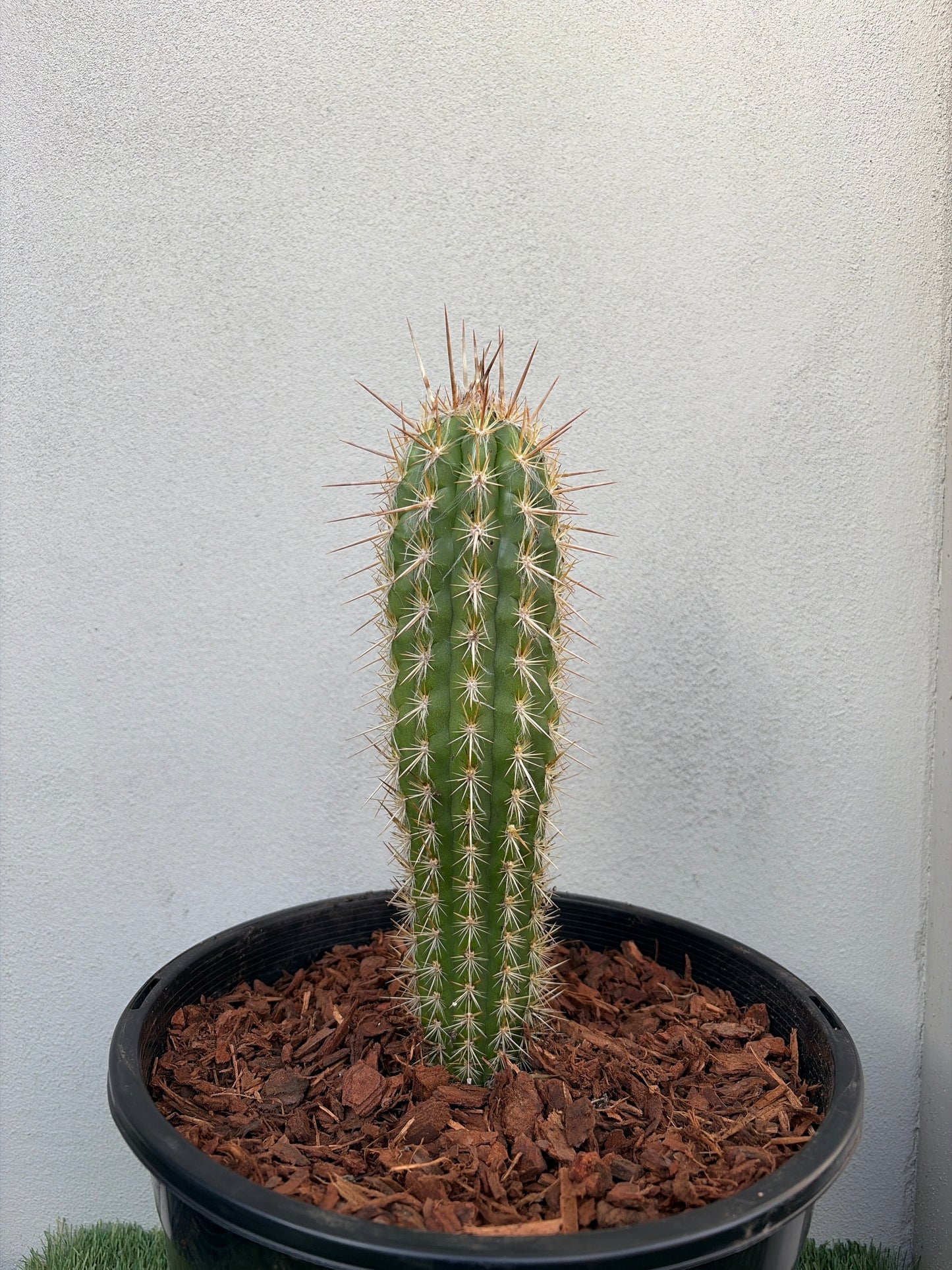 Pilocereus gounellei Cactus