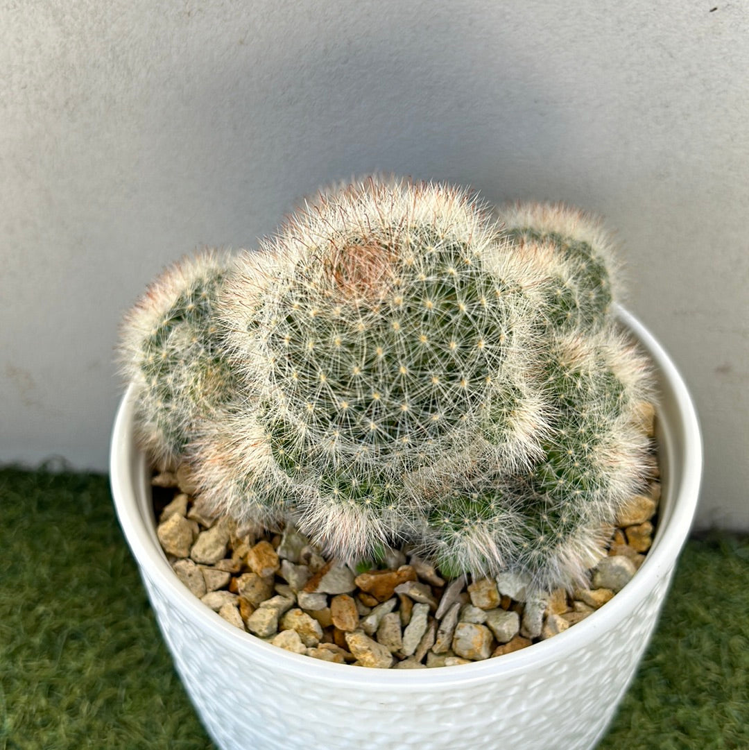 Euphorbia Cluster