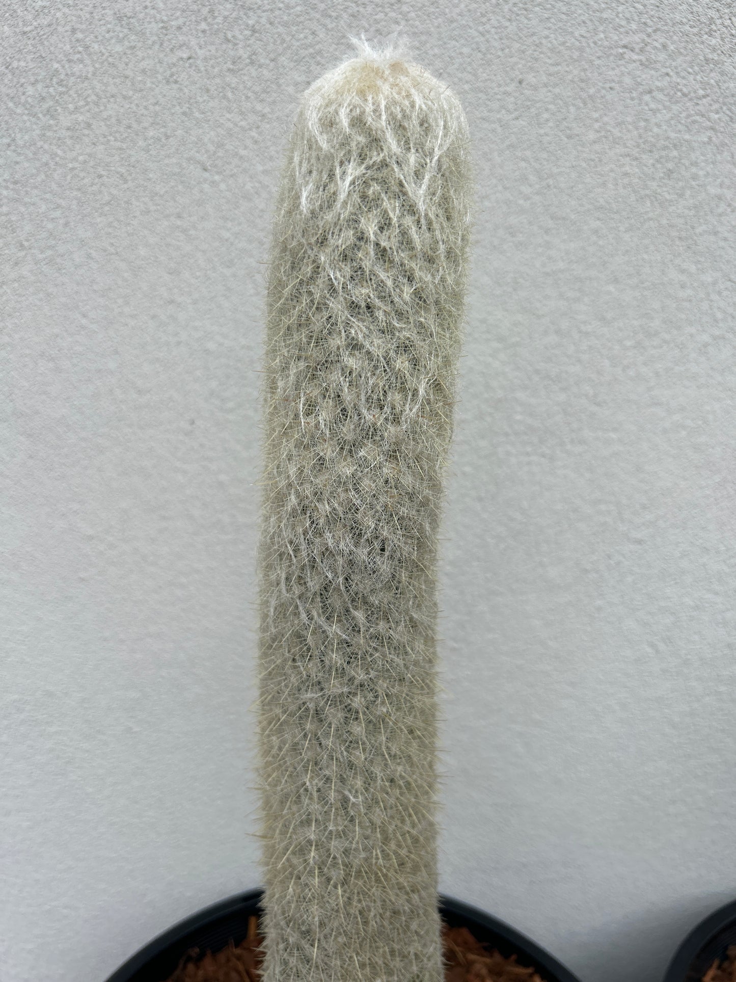 ESPOSTOA LANATA. Peruvian Old Man Cactus.