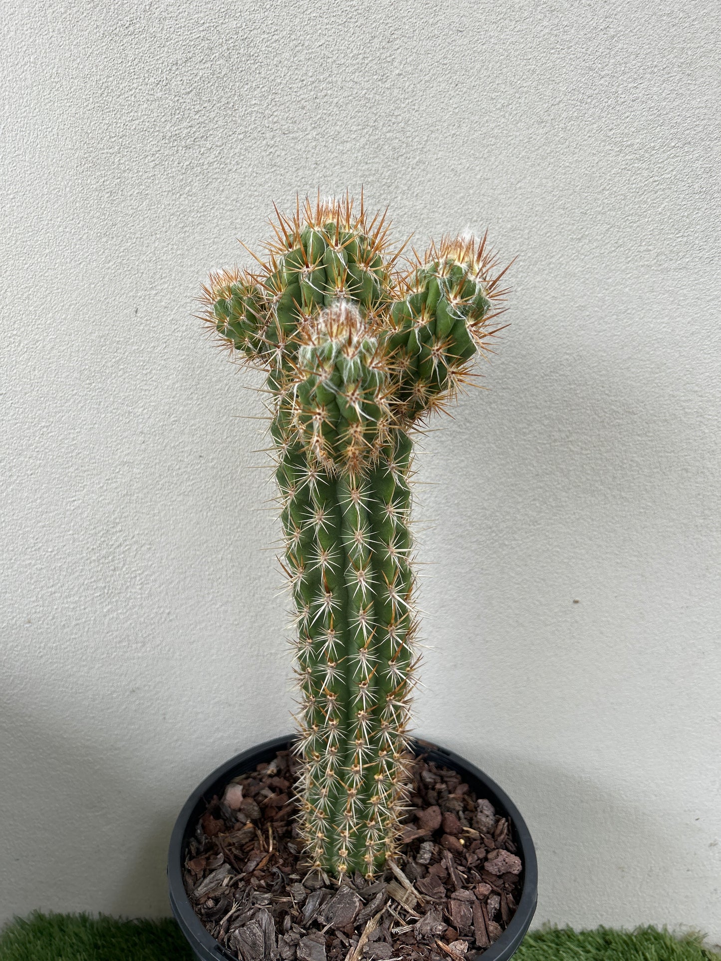 Pilocereus gounellei Cactus with 3 arms