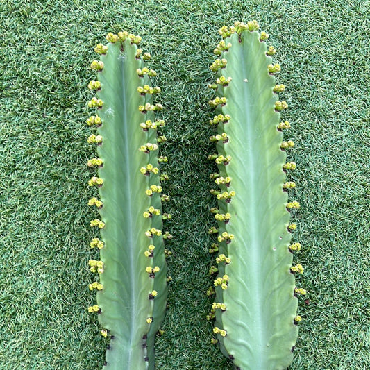 Euphorbia Ingen Cutting