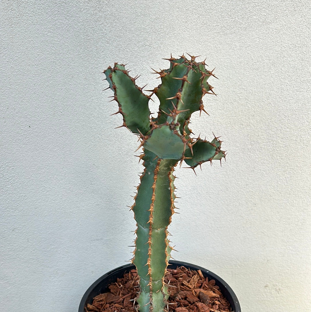 Euphorbia ceorulescens