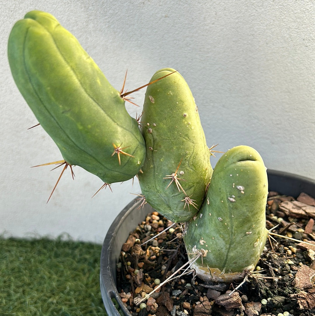 Penis Cactus