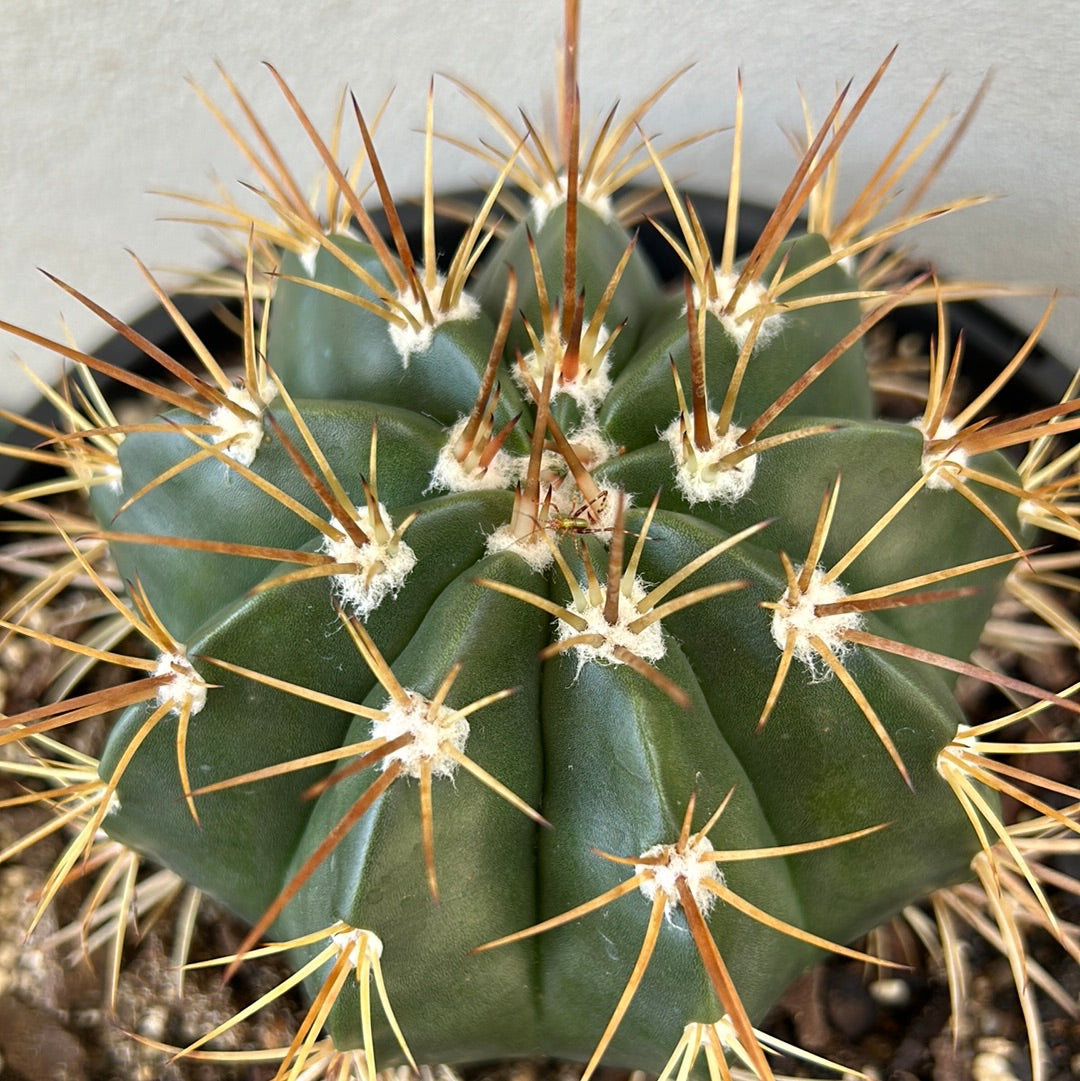 Melocactus Concinnus