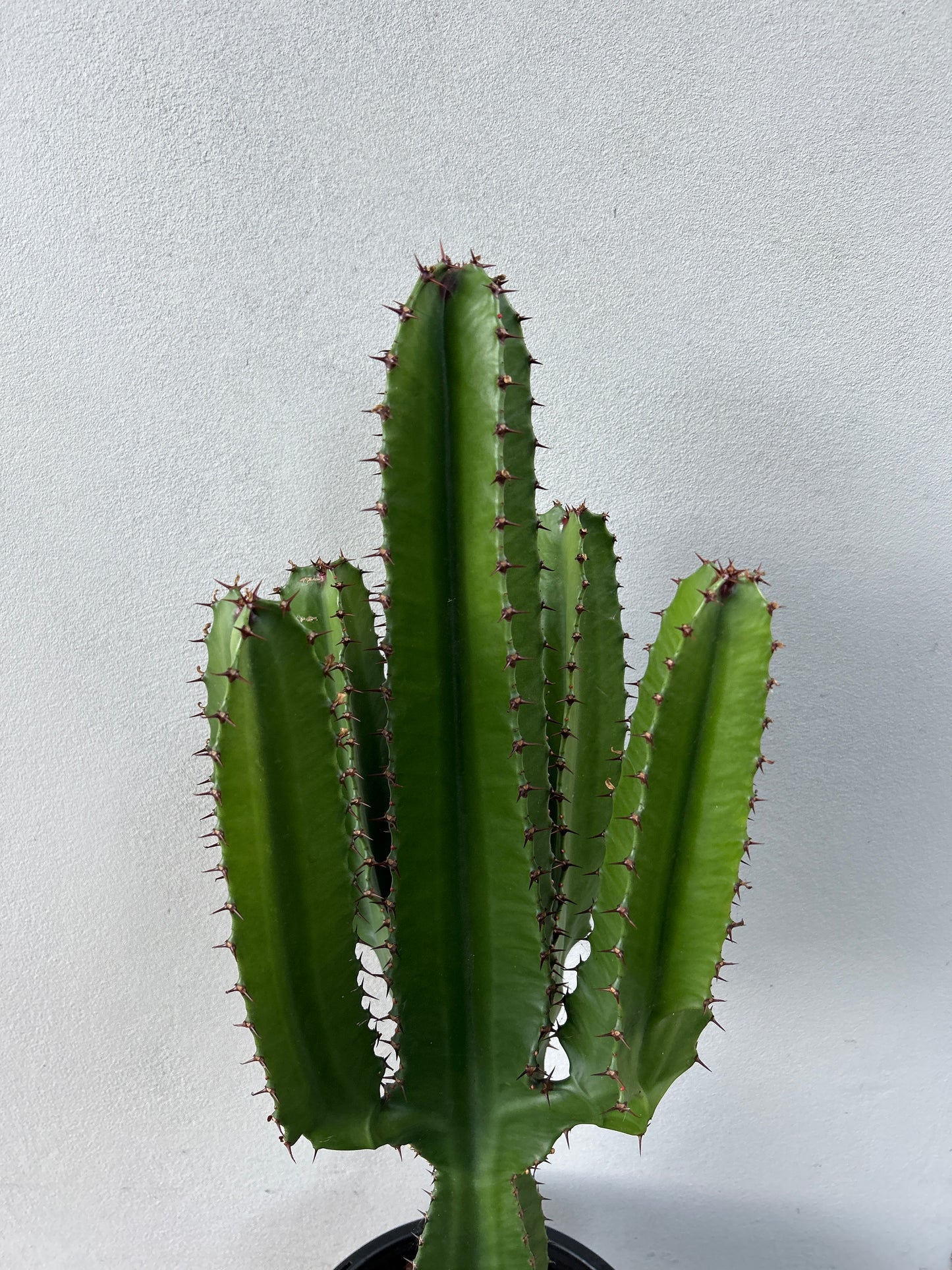 Euphorbia Cowboy - 4 Arms