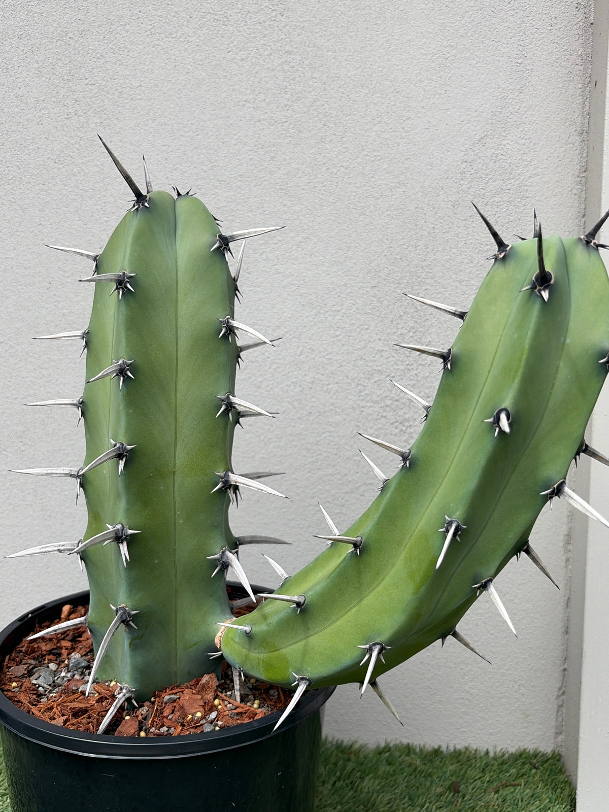 Myrtillocactus