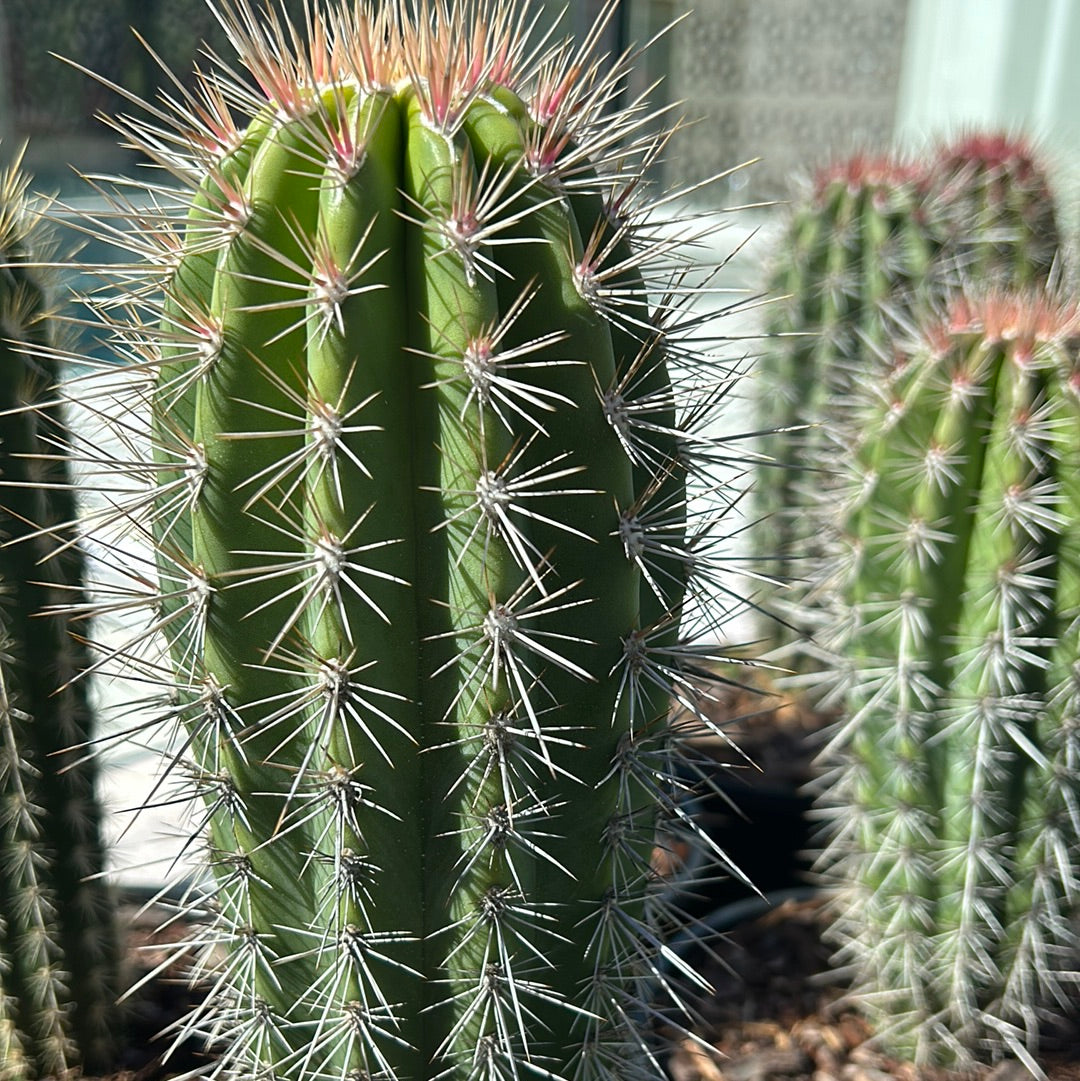 PACHYCEREUS Pringlei Cactus