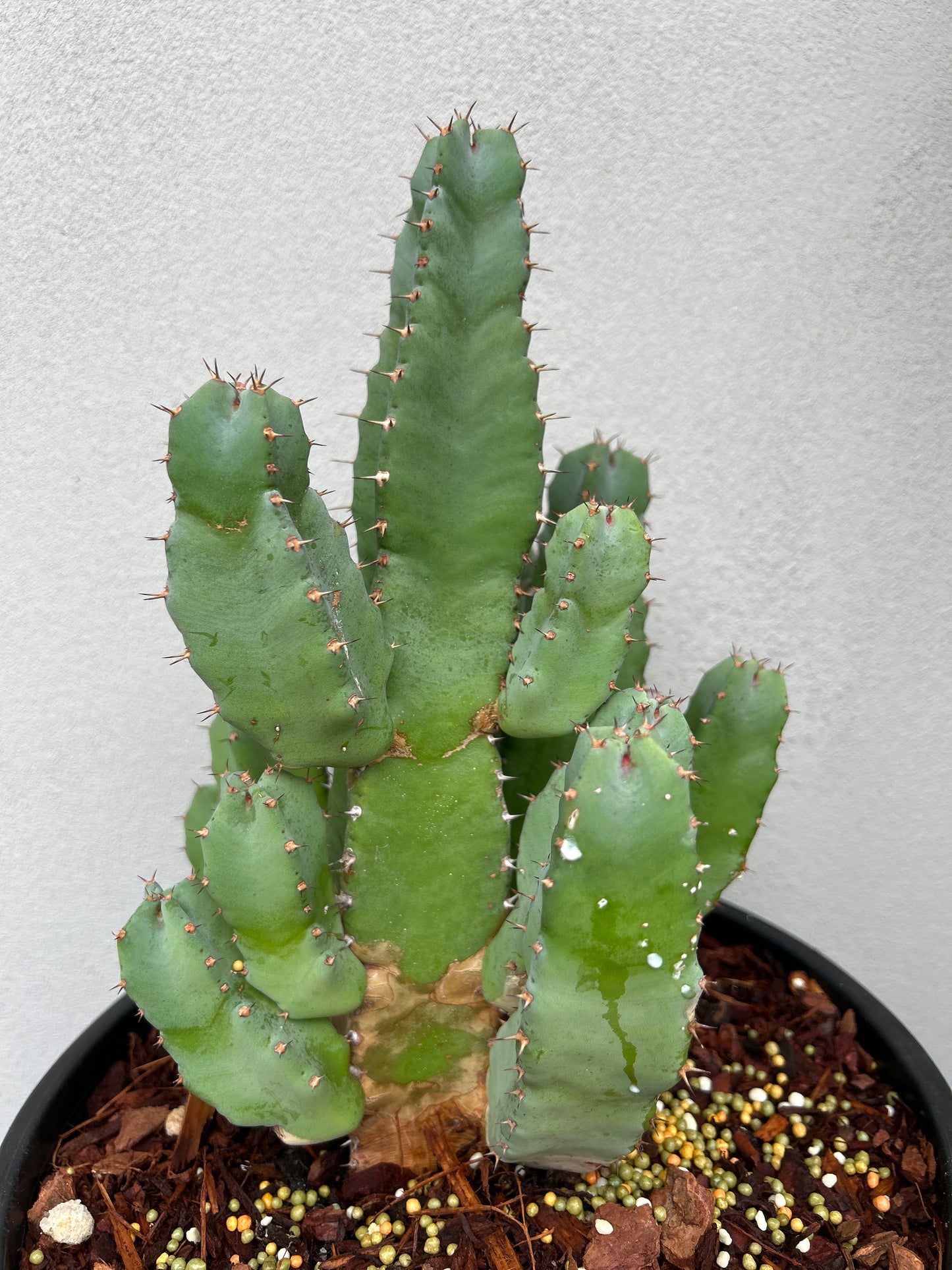 Euphorbia resinifera - Moroccan Mound -Large