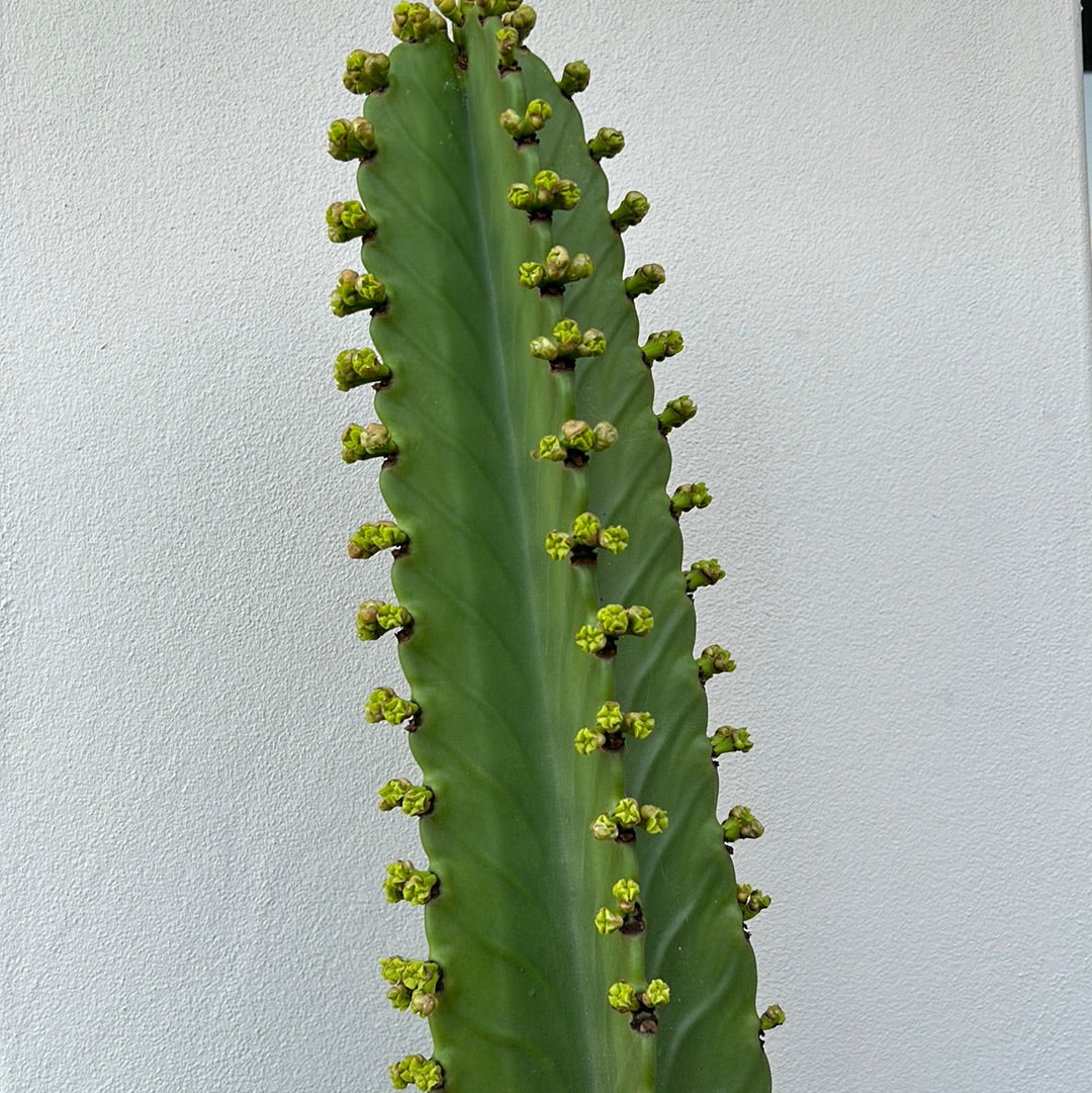 Euphorbia Ingen Cutting