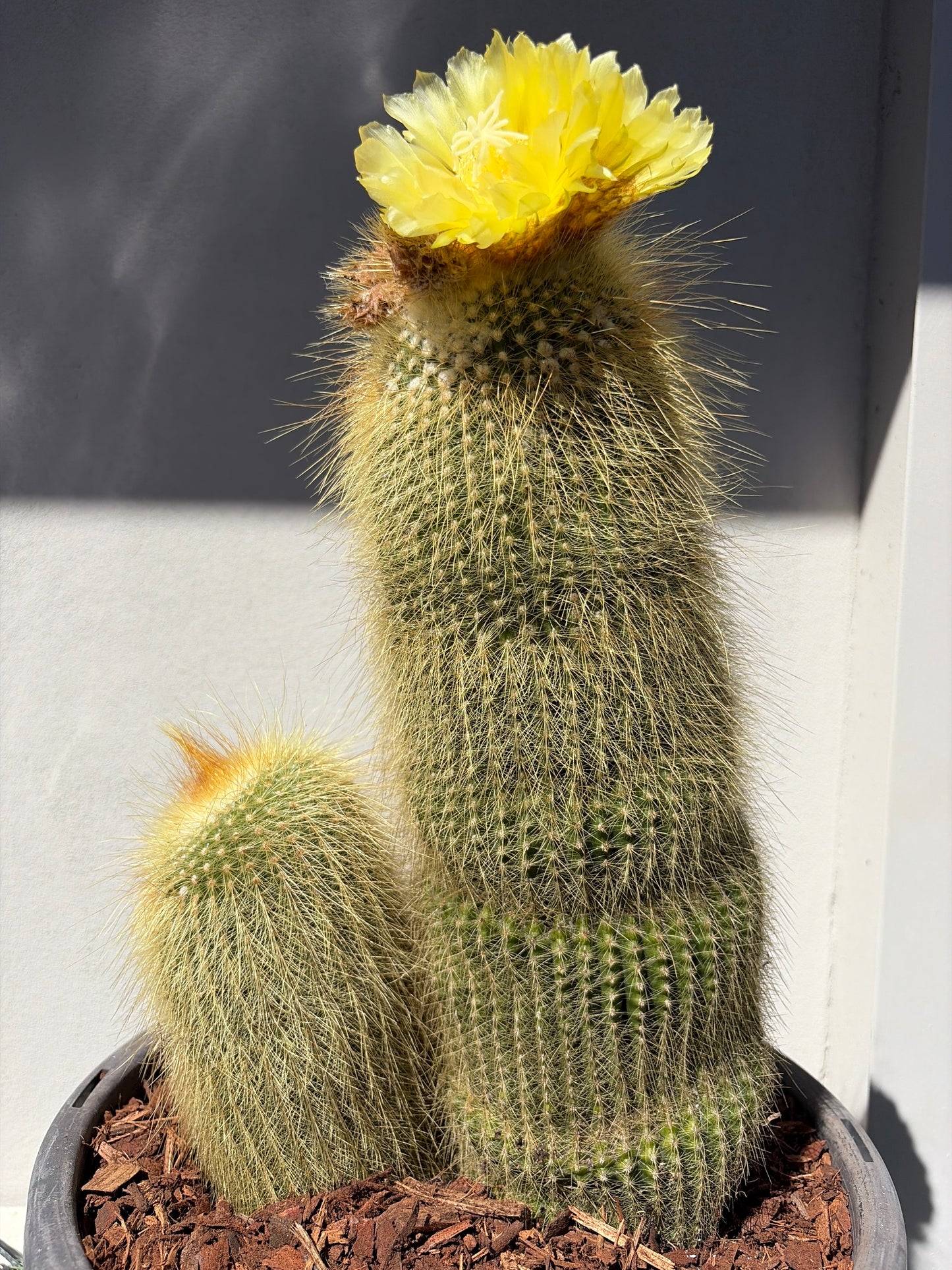 Parodia leninghausii cactus LARGE