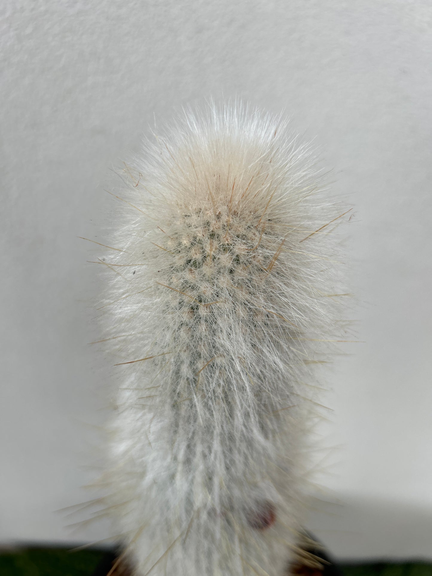 Silver Torch Cactus