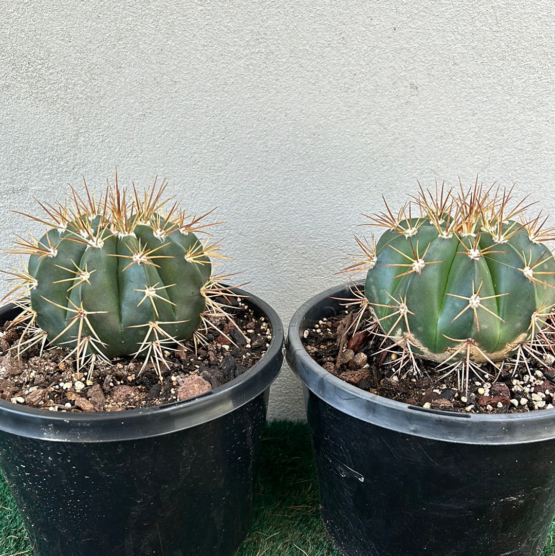 Melocactus Concinnus