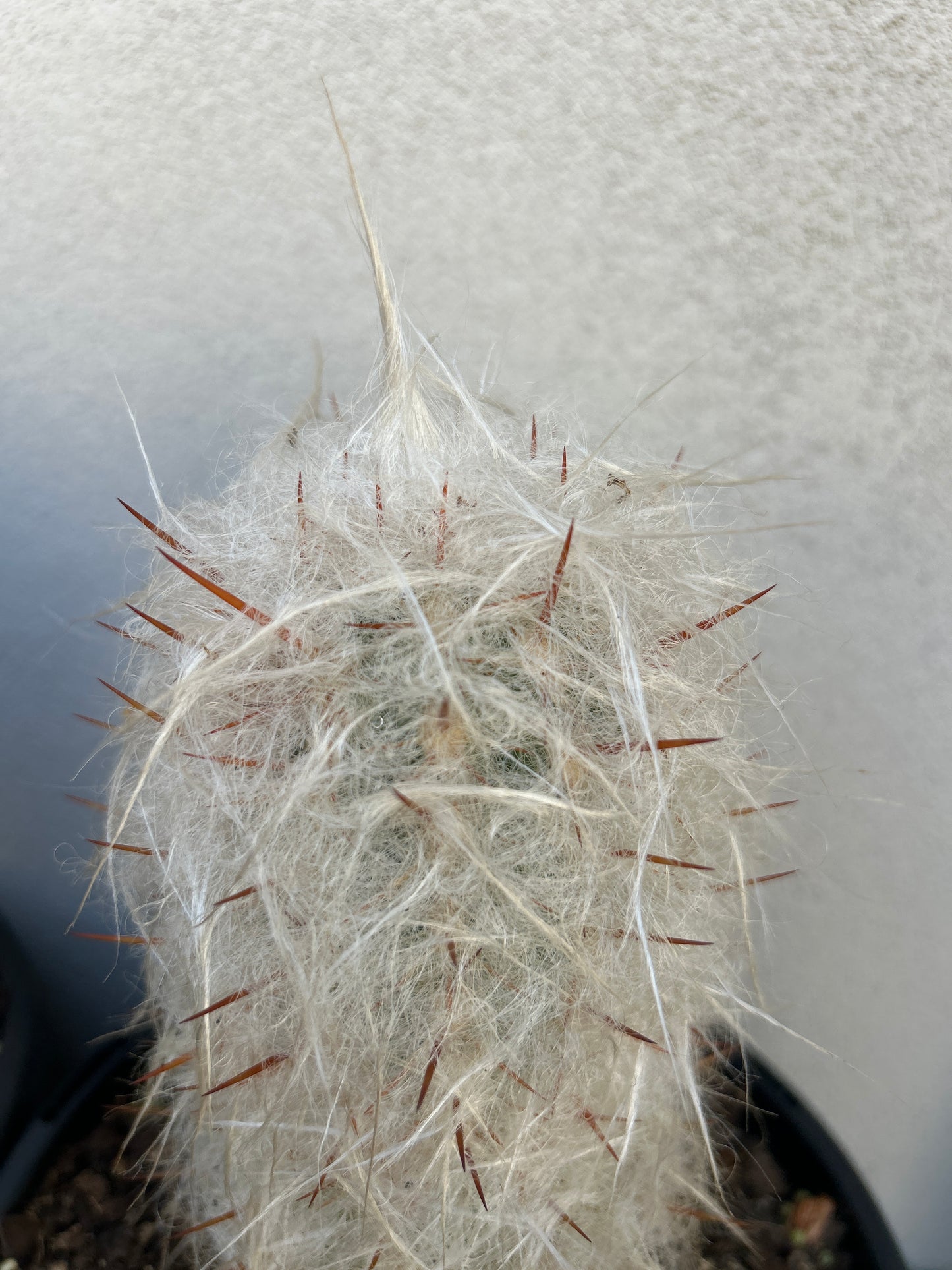 Old man cactus