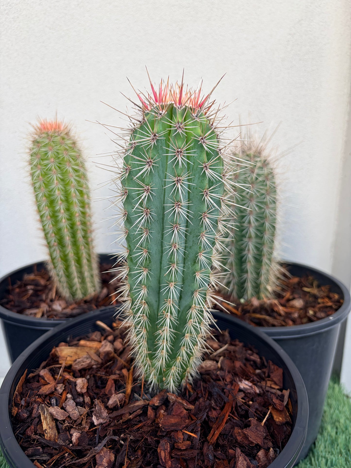 PACHYCEREUS Pringlei Cactus