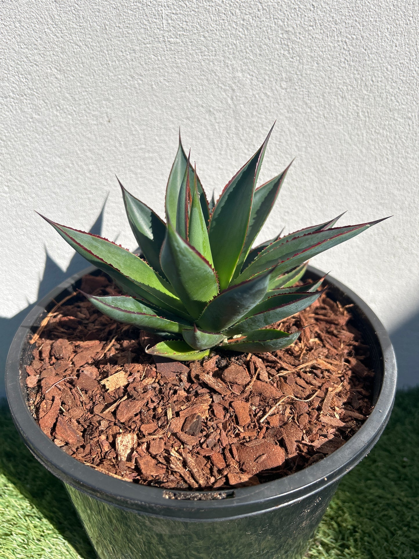 Blue Glow Agave