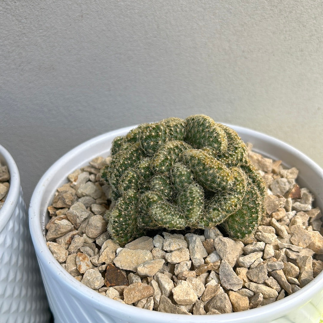 Brain Cactus