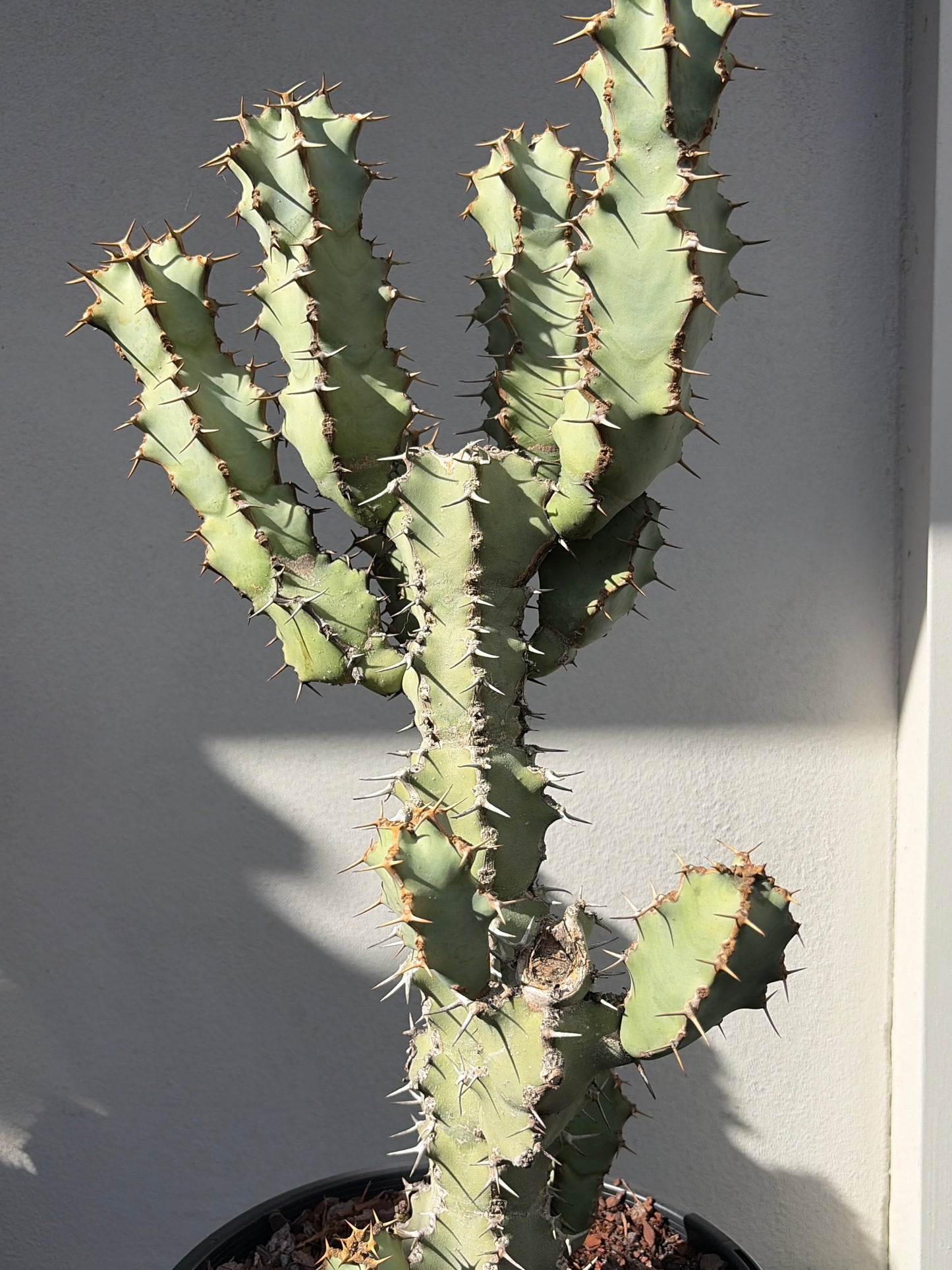 Euphorbia ceorulescens