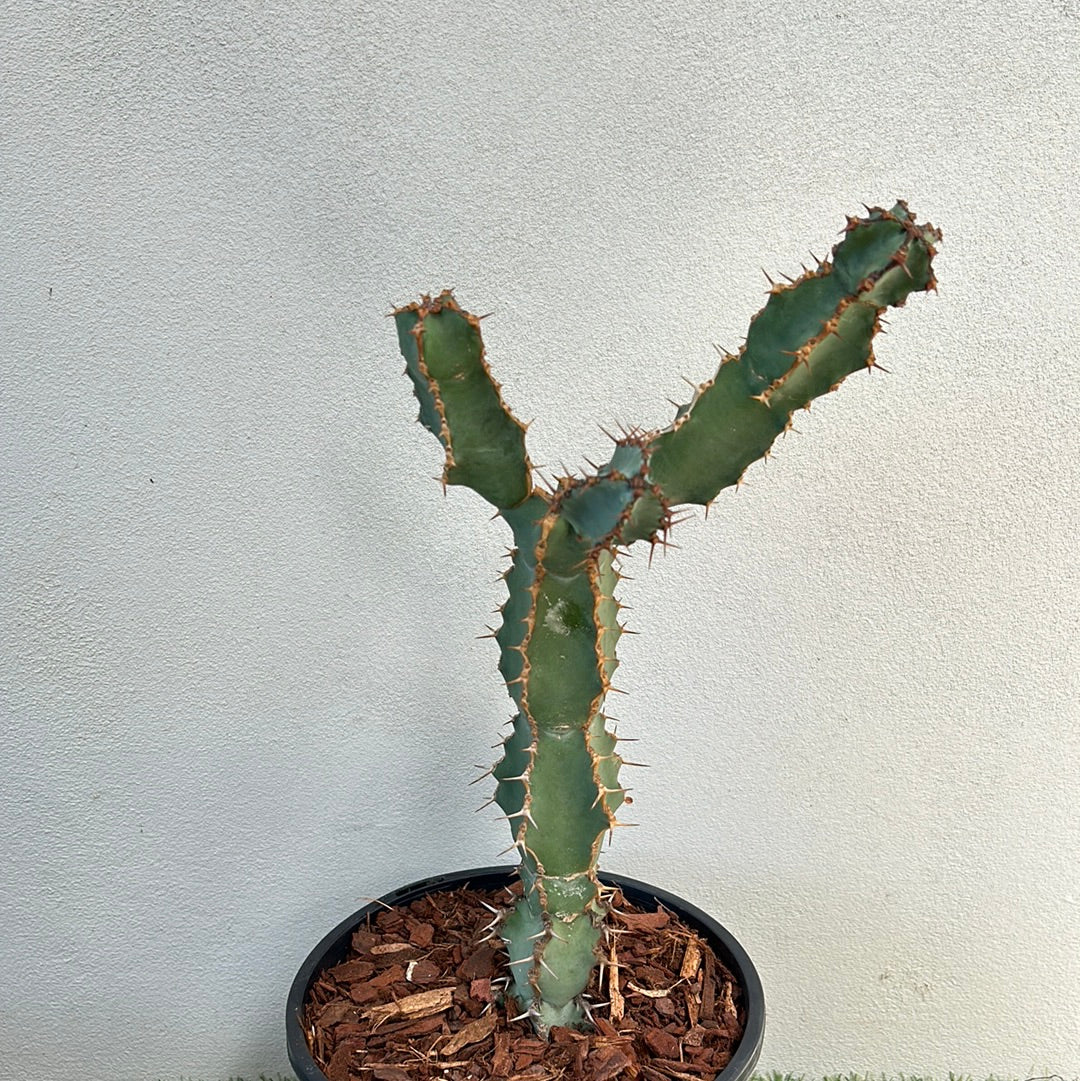 Euphorbia ceorulescens