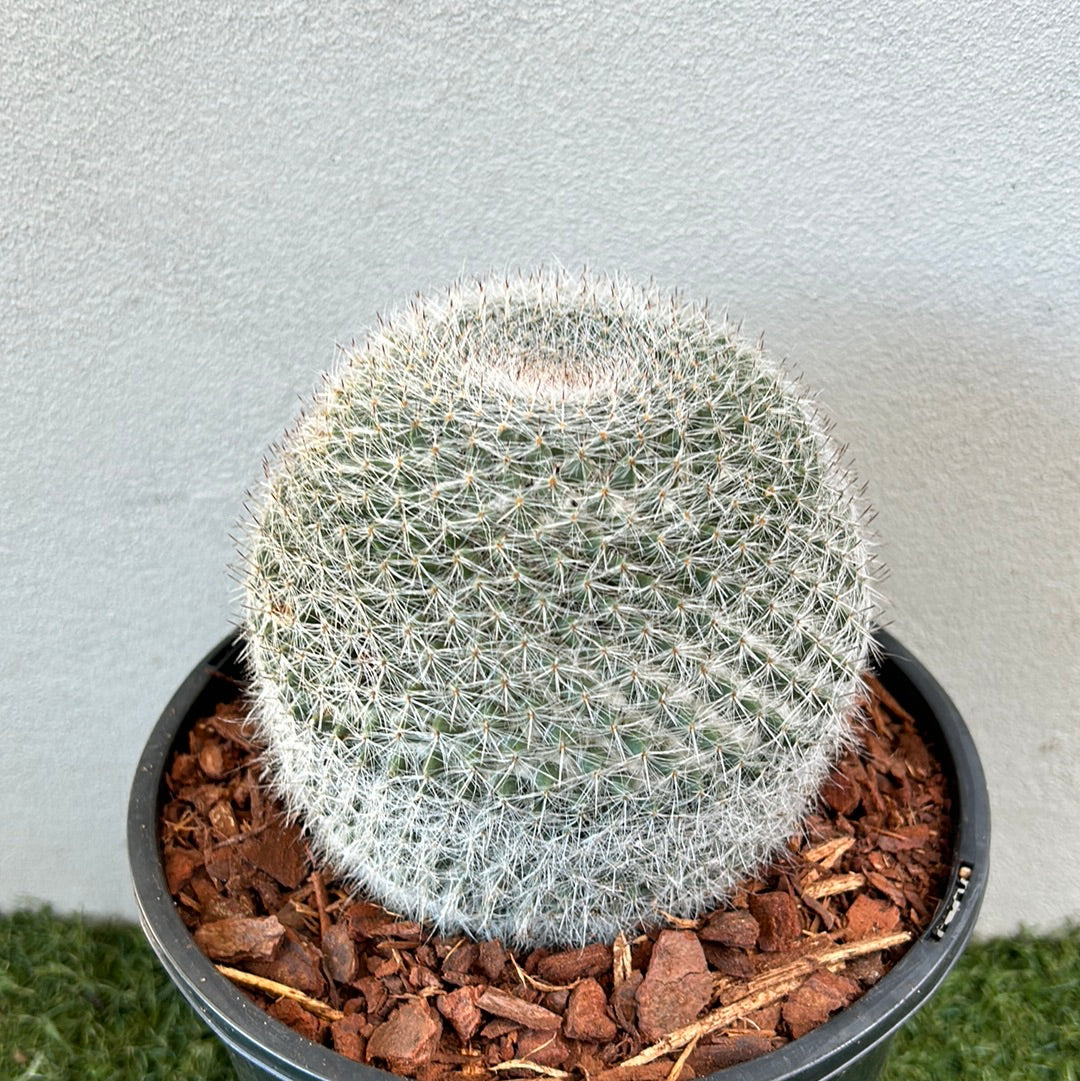 Mammillaria