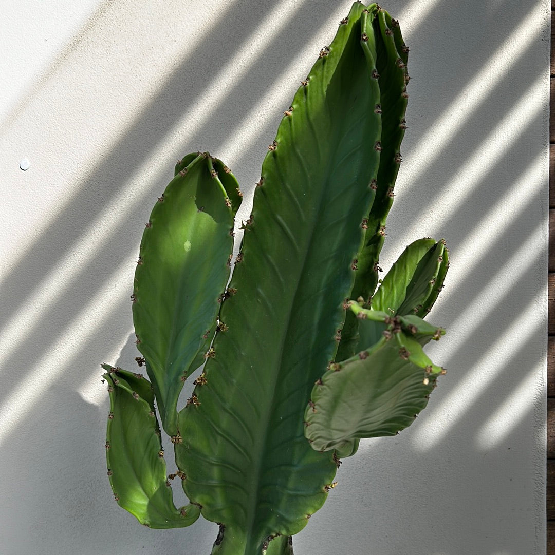 Euphorbia Ingen Cactus