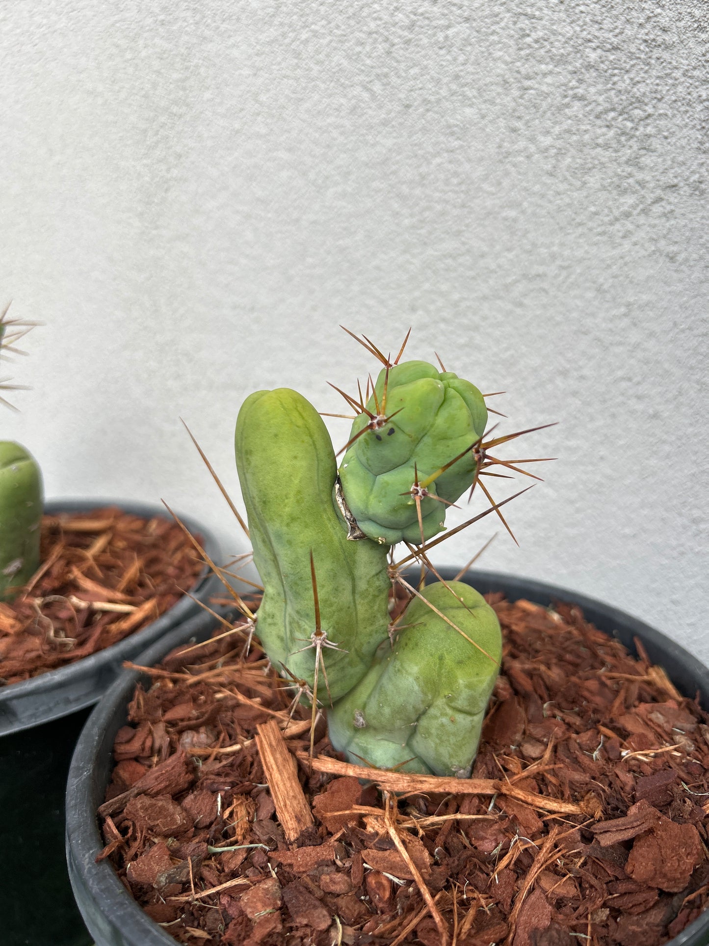 Penis Cactus