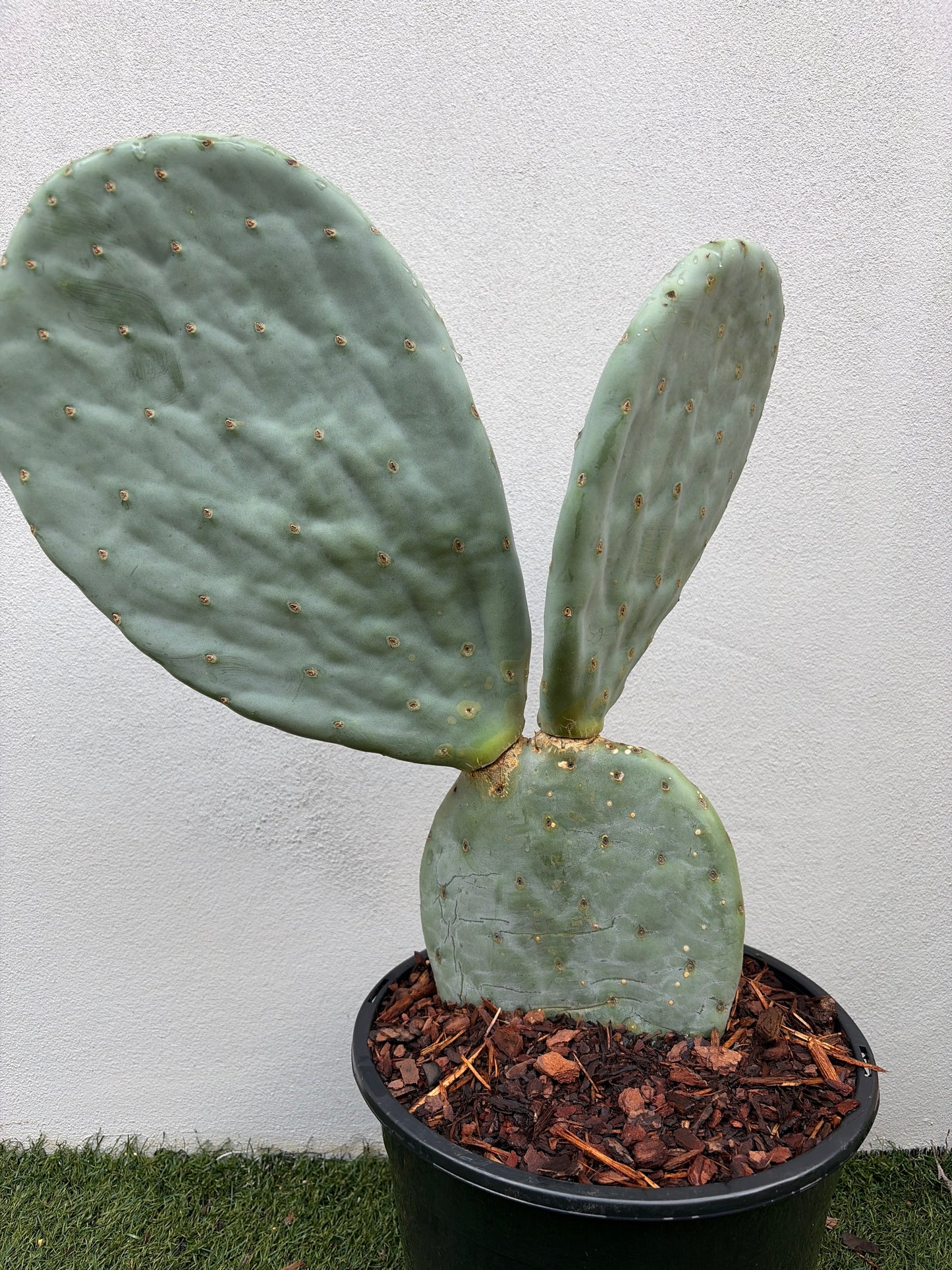 Burbank Spineless 2 paddles