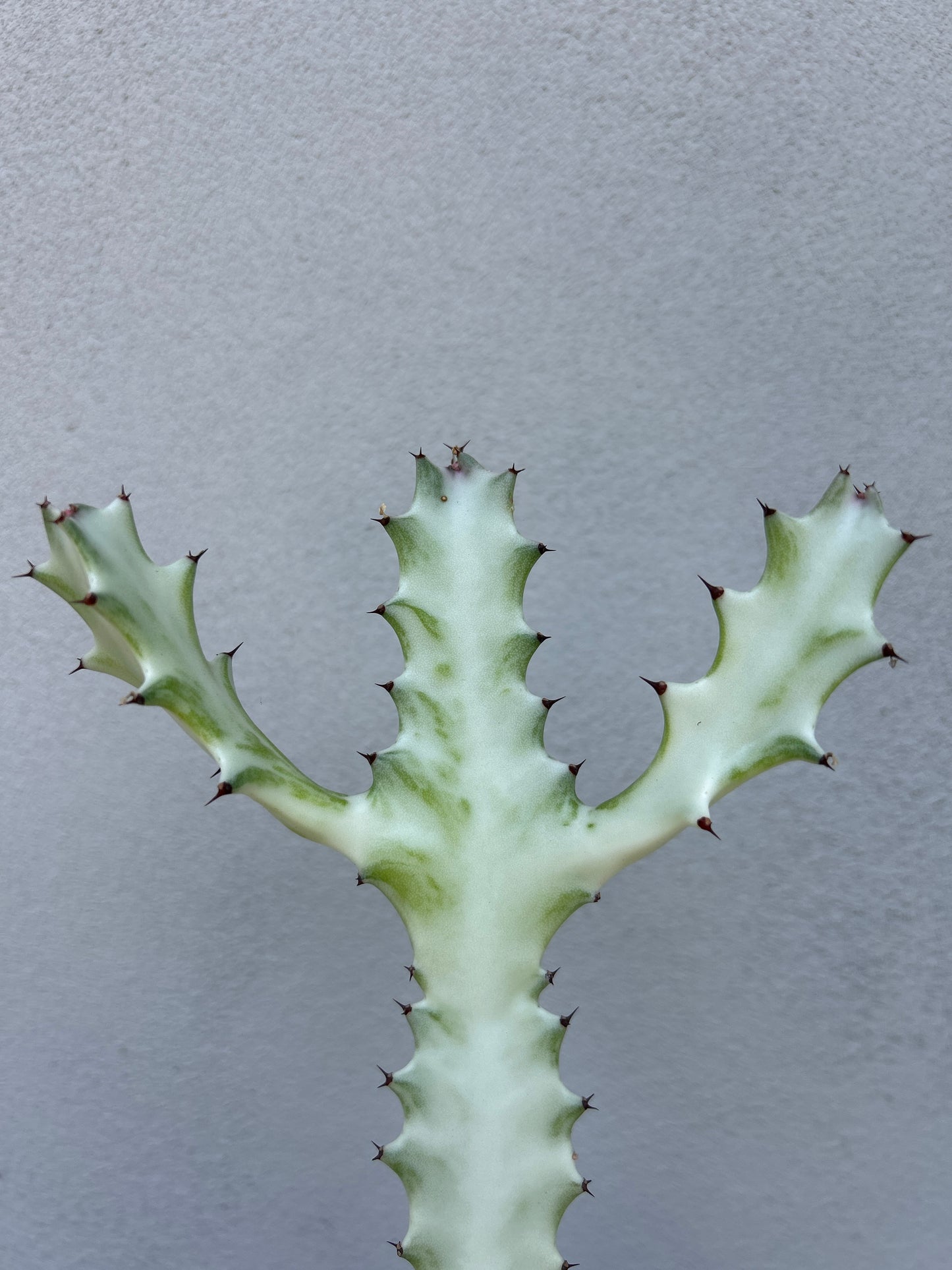 Ghost Cactus (Euphorbia lactea)