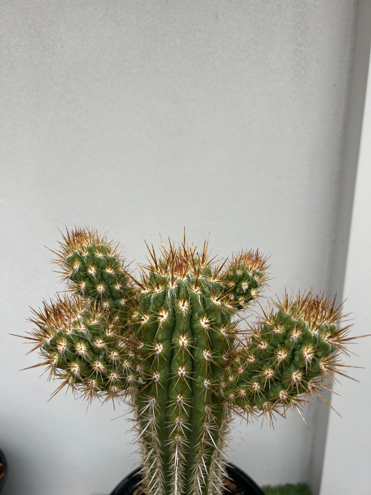 Pilocereus gounellei Cactus with 3 arms
