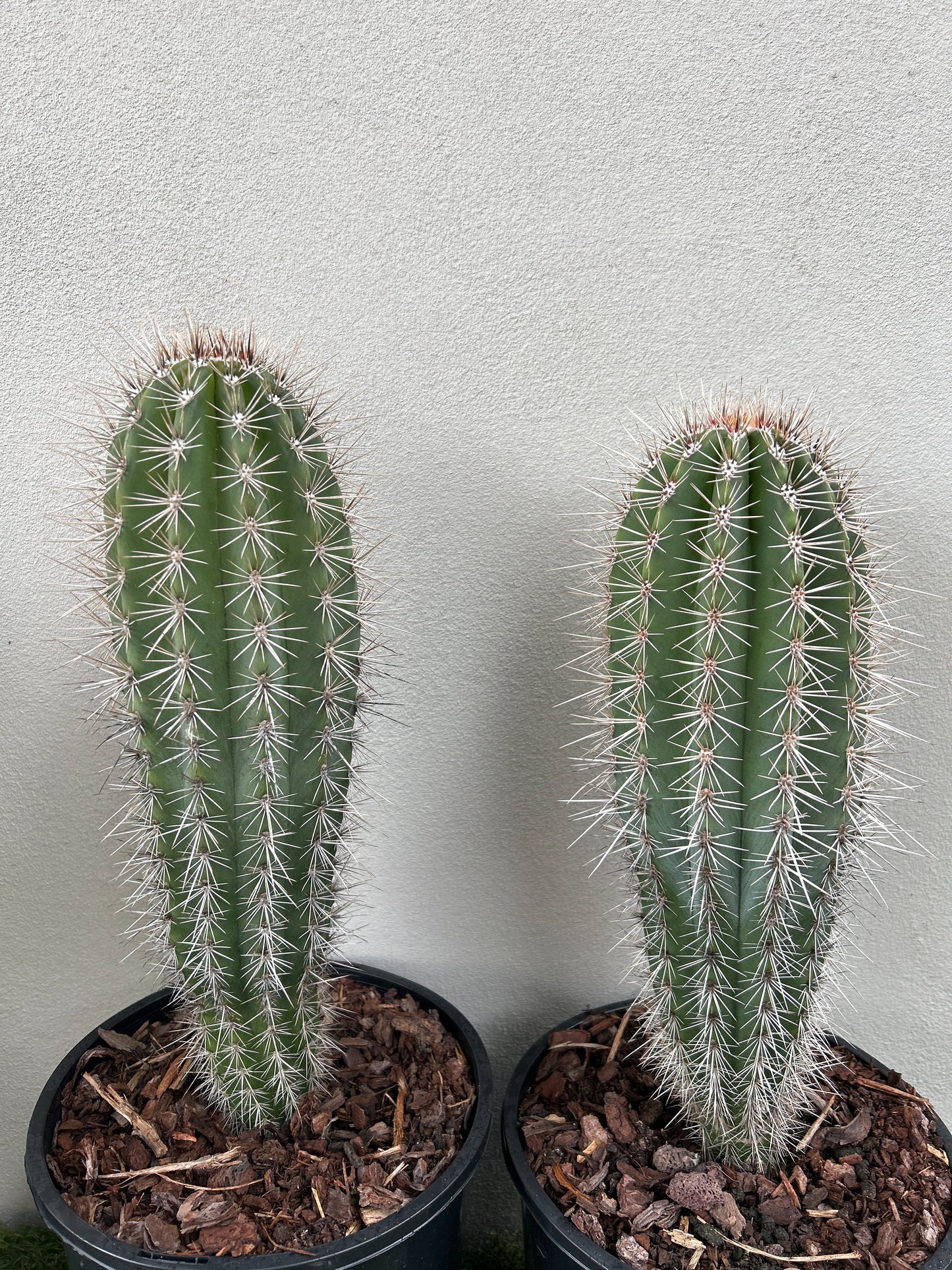 PACHYCEREUS Pringlei Cactus