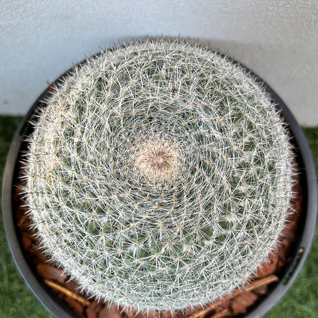 Mammillaria