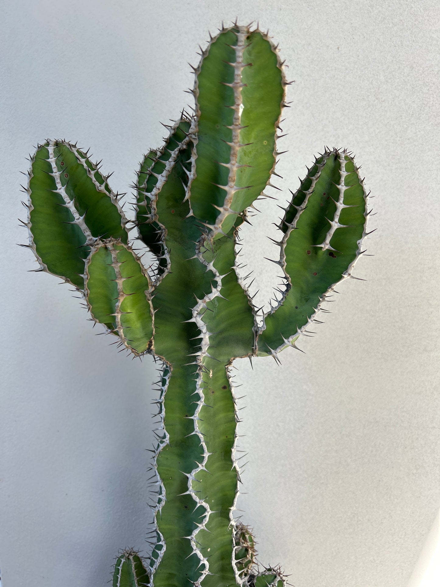 Euphorbia barnardii