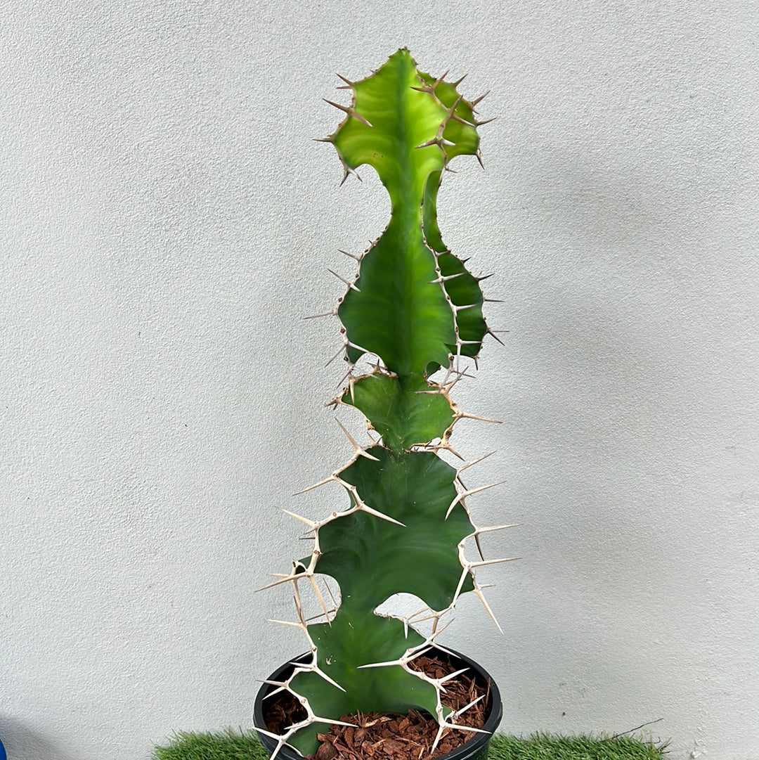 Cow Horn Cactus 2