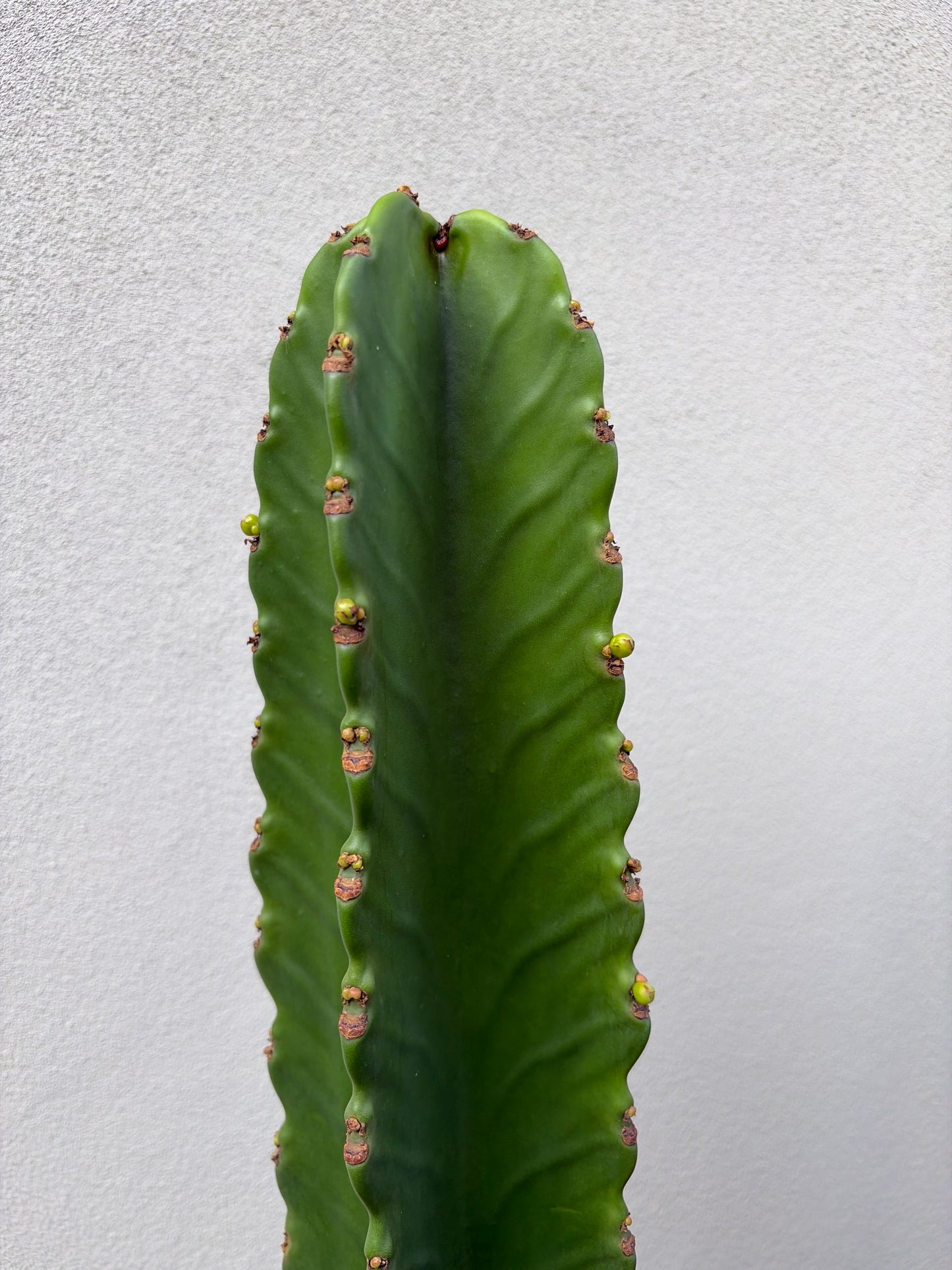 Euphorbia Ingen Cactus