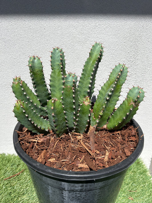 Euphorbia resinifera - Moroccan Mound -Large