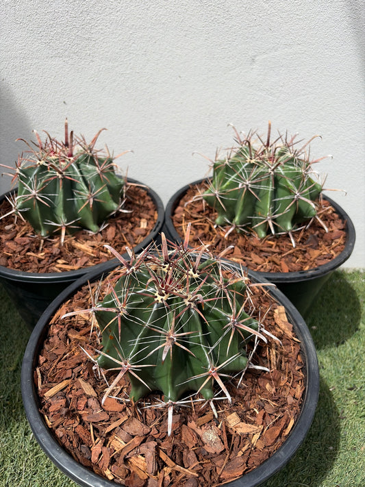 Ferocactus wislizeni – Fishhook Barrel Cactus