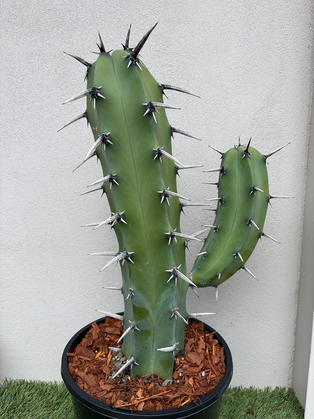 Myrtillocactus