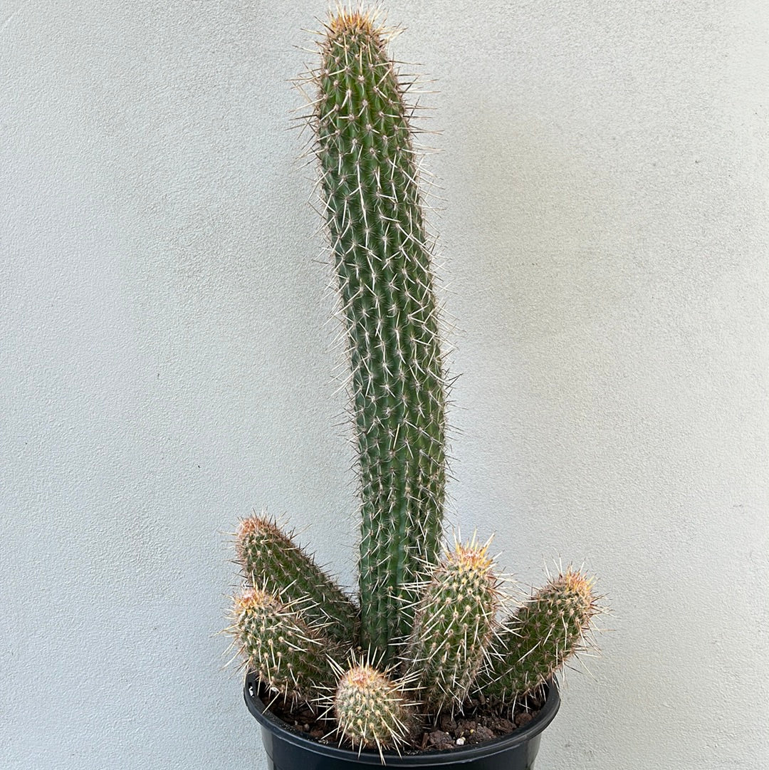 Espostoa Mirabilis Cactus