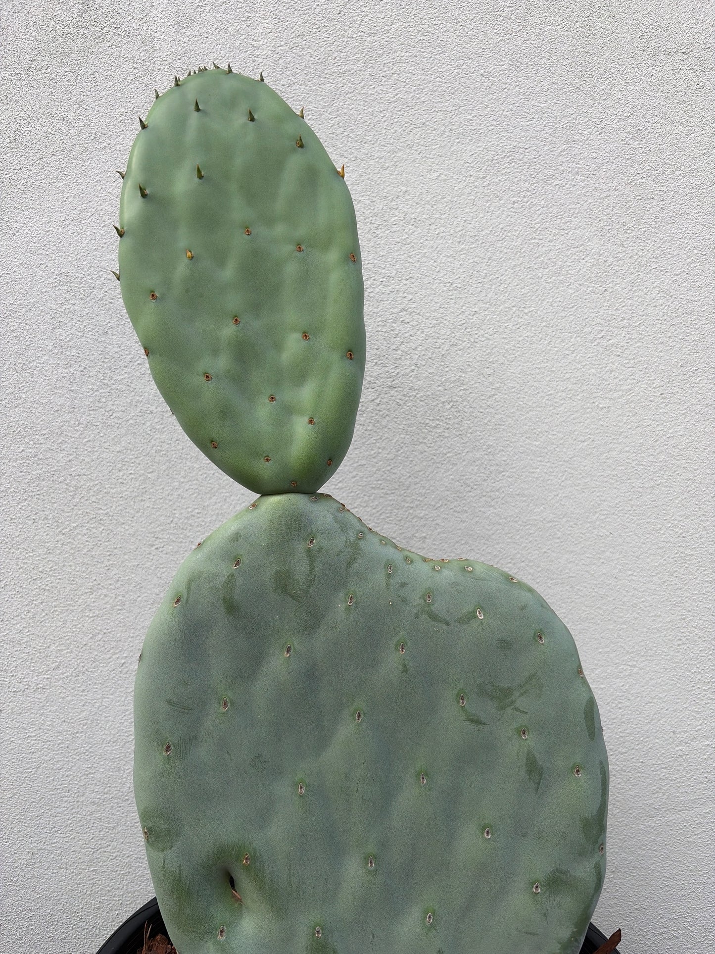 Burbank Spineless paddles
