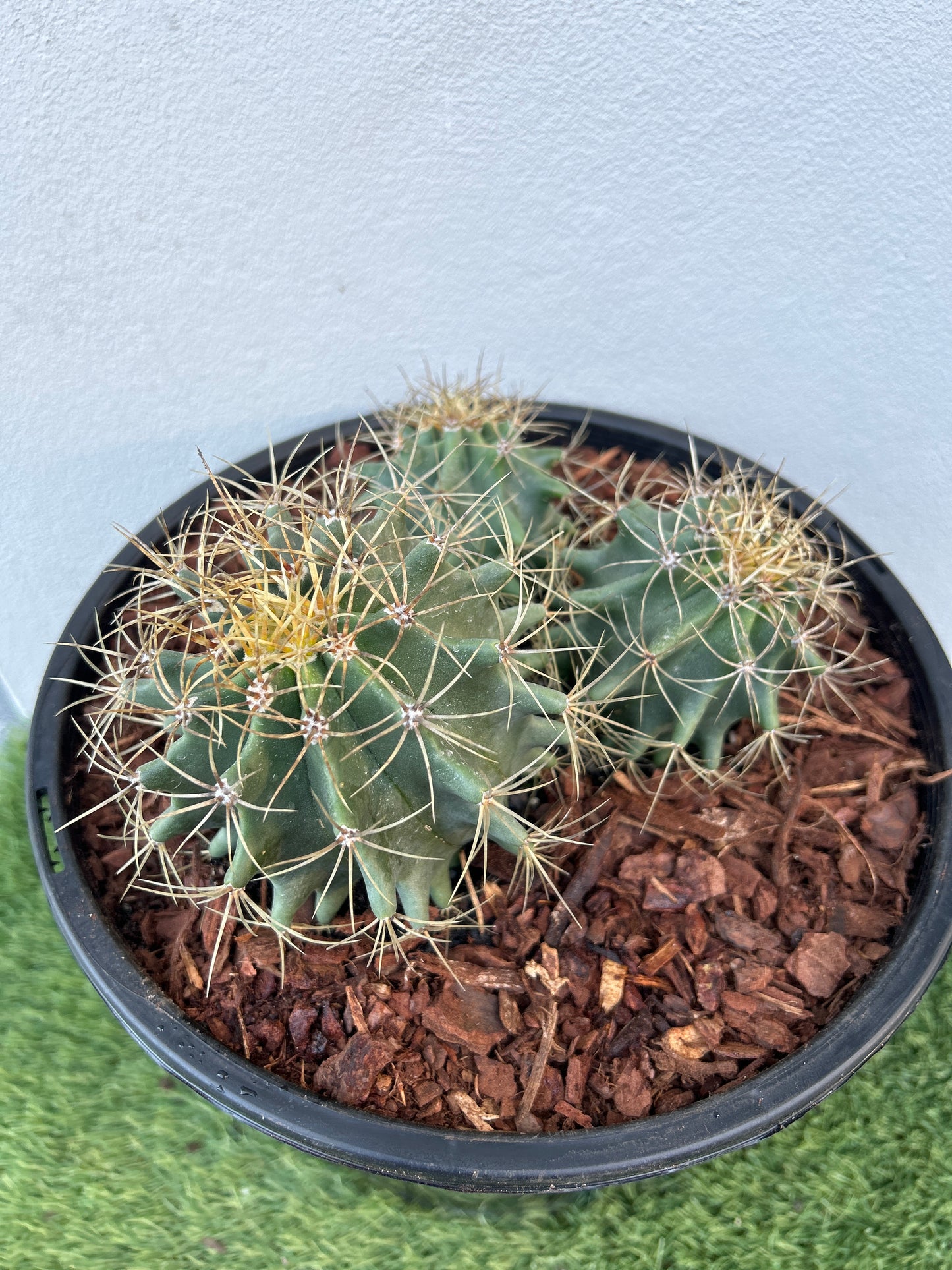 Blue Barrel Cactus - Multi