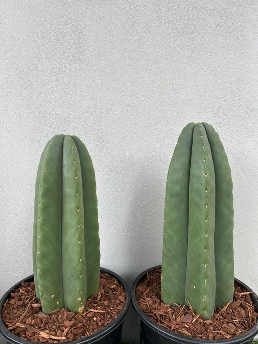 Echinopsis Scopulicola - Large