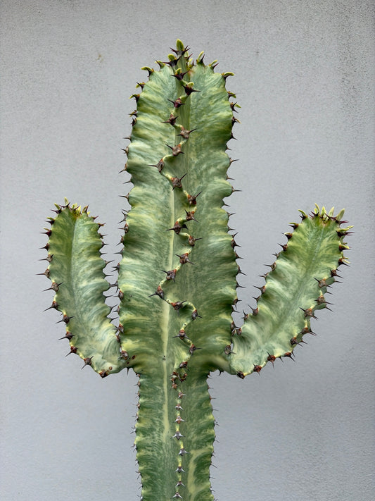 Euphorbia Ammak large 3 arms.