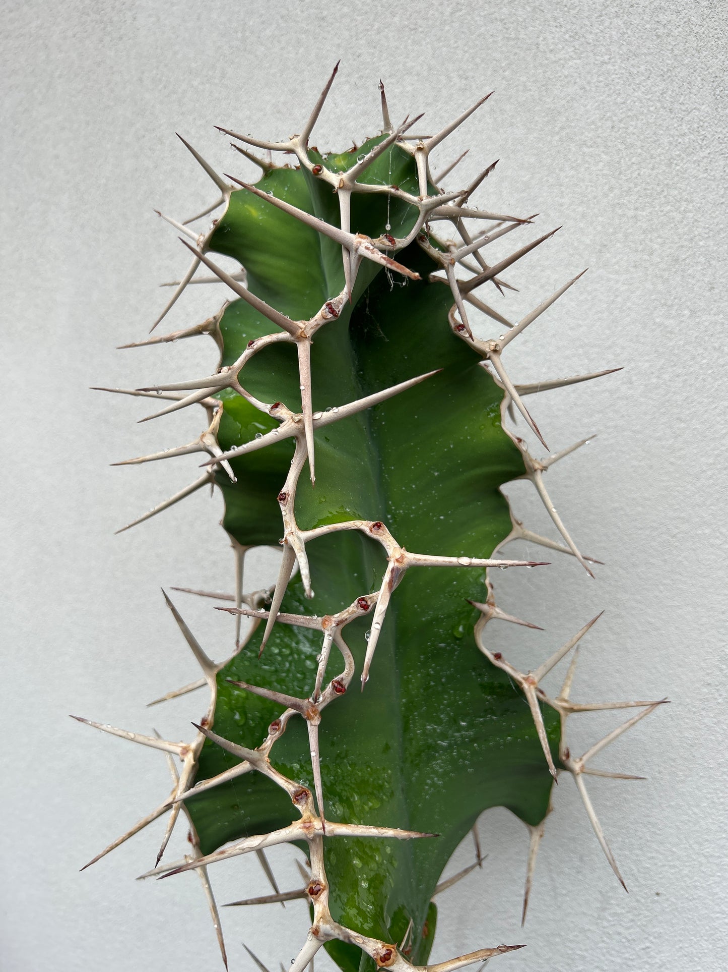 Cowhorn Cactus 4