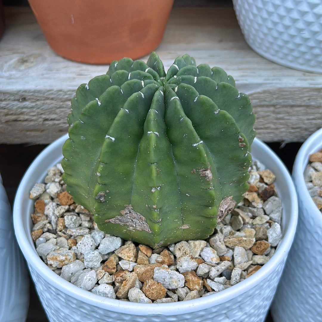 Echinopsis Denudata